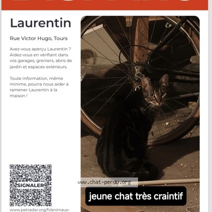 Photo 1/1 laurentin Chat perdu à Tours