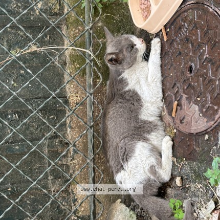 Photo de chat trouvé à Chennevieres Sur Marne