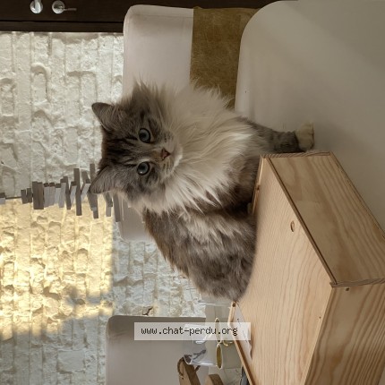 Photo de chat perdu à Quint Fonsegrives