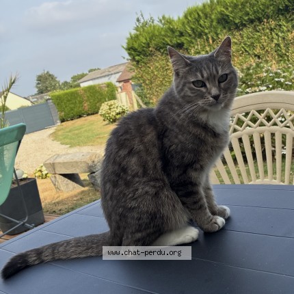 Photo 1/2 Rory Chat perdu à Saint Aubin Sur Scie