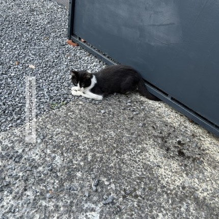 Photo 2/3 Chat trouvé Trouvé à Sirault