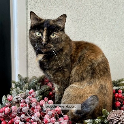 Photo de chat perdu à Draveil