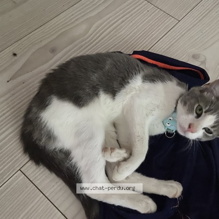 Photo de chat trouvé à Chenimenil