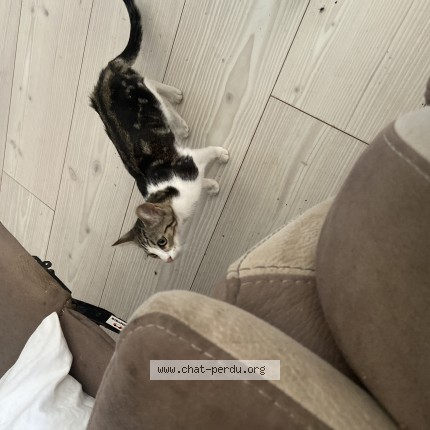 Photo 1/1 Chat trouvé Trouvé à Chenimenil