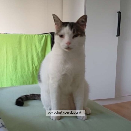 Photo 3/5 Loulou Chat perdu à Anvers