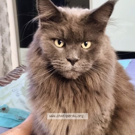 Photo 1/1 romeo Chat perdu à La Roquette Sur Siagne