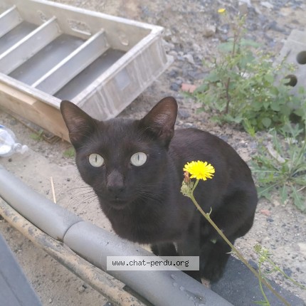 Photo 1/4 Chat trouvé Trouvé à Anderlecht