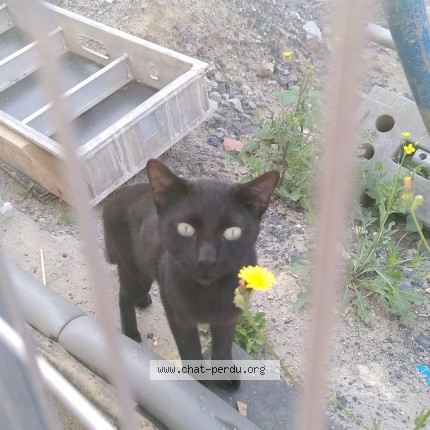 Photo 3/4 Chat trouvé Trouvé à Anderlecht