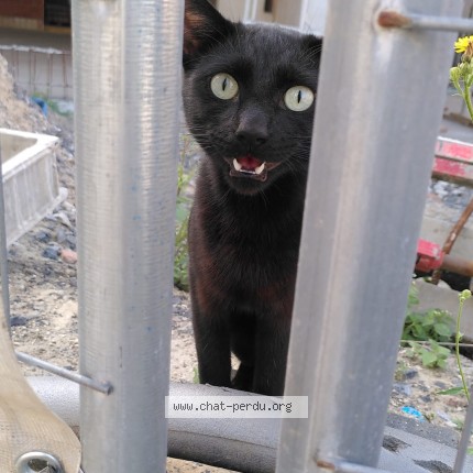 Photo 4/4 Chat trouvé Trouvé à Anderlecht