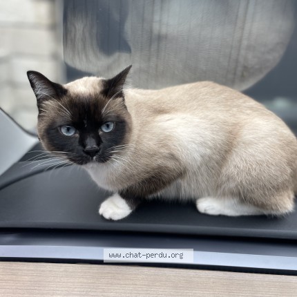 Photo de chat perdu à Biarritz