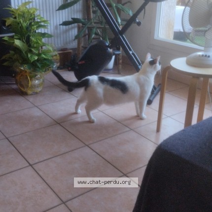 Photo 1/1 Speedy Chat perdu à Lyon