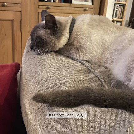 Photo de chat perdu à Vernouillet