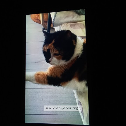 Photo 1/1 Samba Chat perdu à Lee
