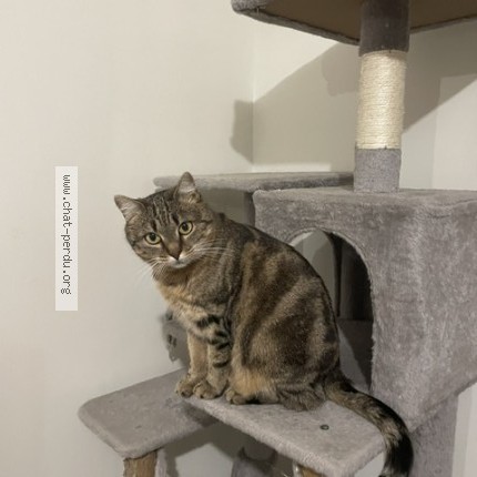 Photo de chat perdu à Liverdun
