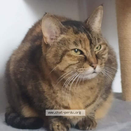 Photo 1/1 kaya Chat perdu à Tarbes 65000