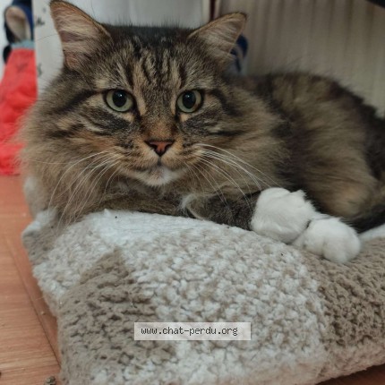 Photo 1/1 Chaussette Chat perdu à Morsang Sur Orge