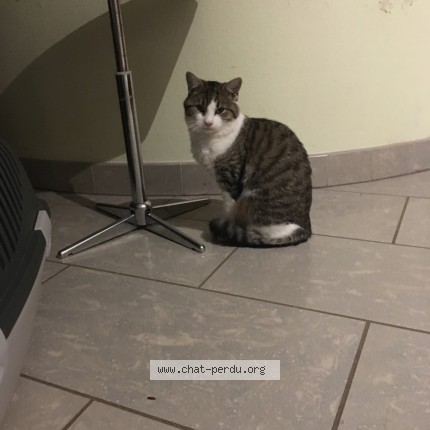 Photo de chat perdu à Oltingue