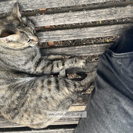 Photo 1/1 Chat trouvé Trouvé à Begles