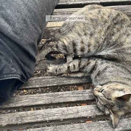 Photo 1/1 Chat trouvé Trouvé à Begles