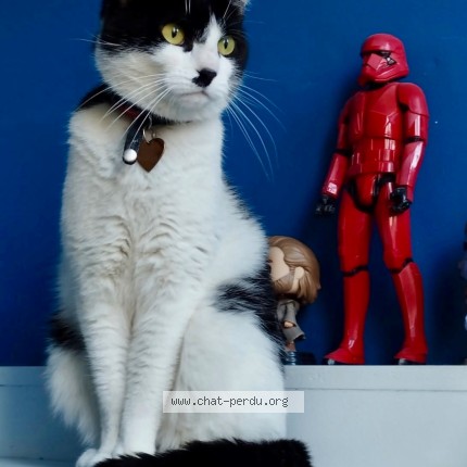 Photo 2/2 samouraï Chat perdu à Perpignan