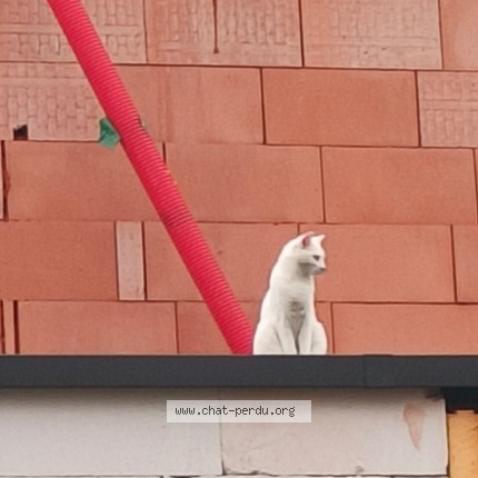Photo 1/2 Chat trouvé Trouvé à Anderlecht