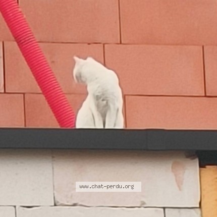 Photo 2/2 Chat trouvé Trouvé à Anderlecht