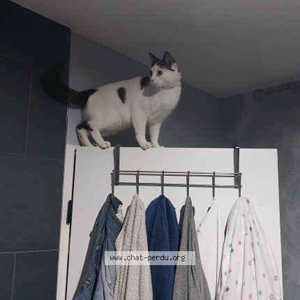 Photo de chat perdu à Tantonville