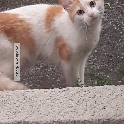 Photo 1/1 Chat trouvé Trouvé à Pau