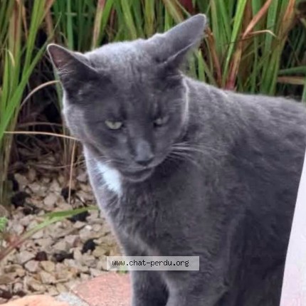 Photo 3/3 baloo Chat perdu à Cadillac En Fronsadais