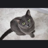 minette
