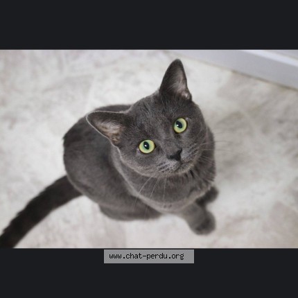 Photo 1/1 minette Chat perdu à Joliette