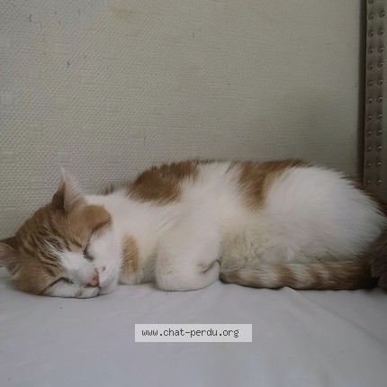 Photo 1/1 cacahuete Chat perdu à Dijon