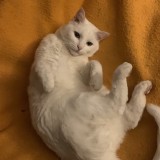 Kumo