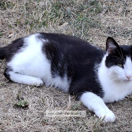 Photo 1/1 Meeple Chat perdu à Esvres Sur Indre