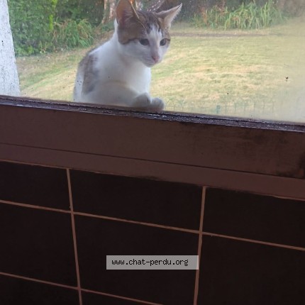 Photo de chat trouvé à St Jean D Elle