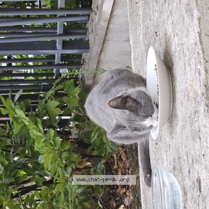 Photo de chat trouvé à Nogent Sur Marne