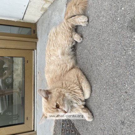 Photo de chat trouvé à Montpellier