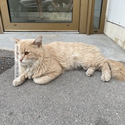 Photo 1/1 Chat trouvé Trouvé à Montpellier