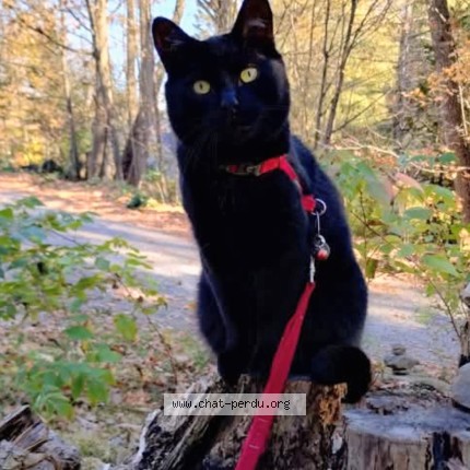 Photo 1/4 Gros Doudou Chat perdu à Sainte Marguerite Du Lac Masson