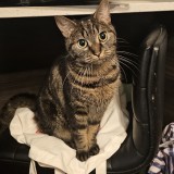 Tasha