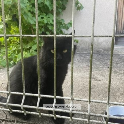 Photo 2/2 Chat trouvé Trouvé à Lagny Sur Marne