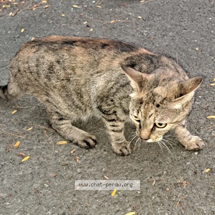 Photo de chat trouvé à Villenave D Ornon