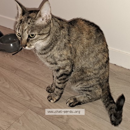 Photo 1/1 Chat trouvé Trouvé à Villenave D Ornon