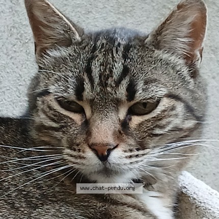 Photo 1/1 yogi Chat perdu à Teyran