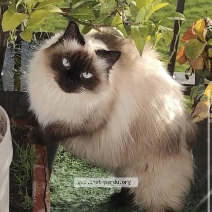 Photo 1/1 kiana Chat perdu à Maromme