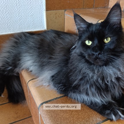 Photo de chat perdu à Le Crest