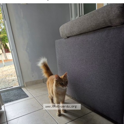 Photo 1/1 Chat trouvé Trouvé à Chantonnay