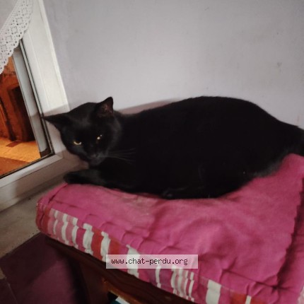 Photo 1/1 Zorro doudou Chat perdu à Le Cheylard