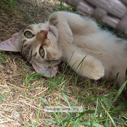 Photo 1/1 Chat trouvé Trouvé à Montournais