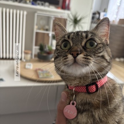 Photo 1/1 Chat retrouvé Perdu à Pierrefite Sur Seine
